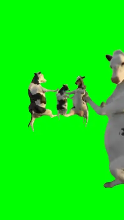 Cows Dancing