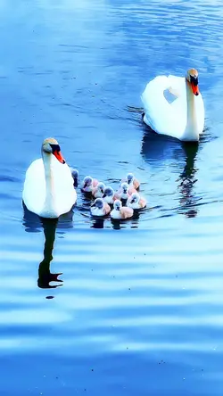 Little Cute Duckling