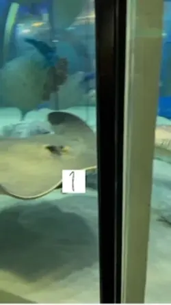 えいに食べられる😢