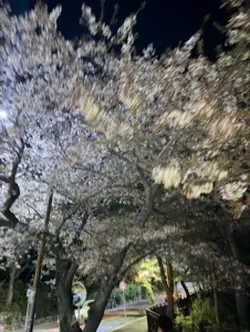 초여름을 기다리며🌷-인스타 스토리