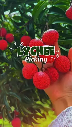Lets picking lychee