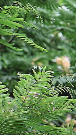 144p VS 4k