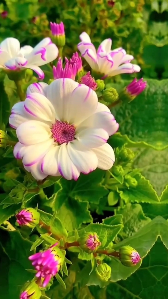 mga bulaklak