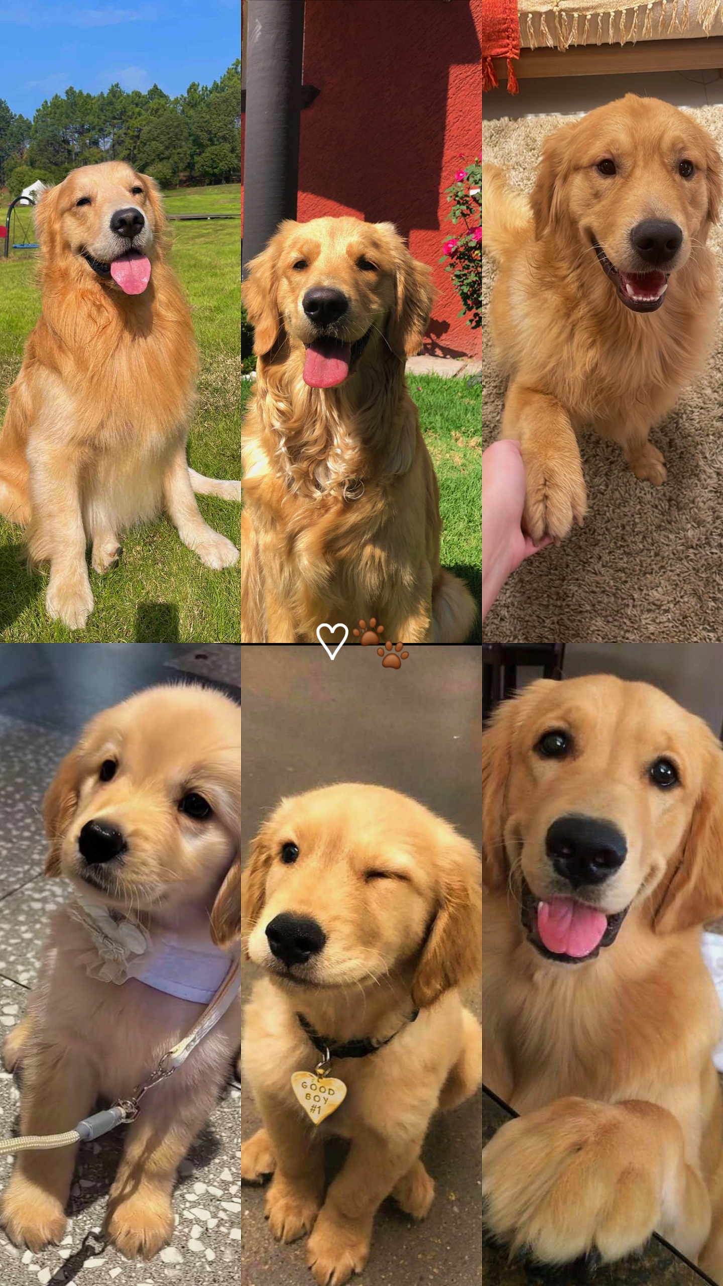 Mein Hund 