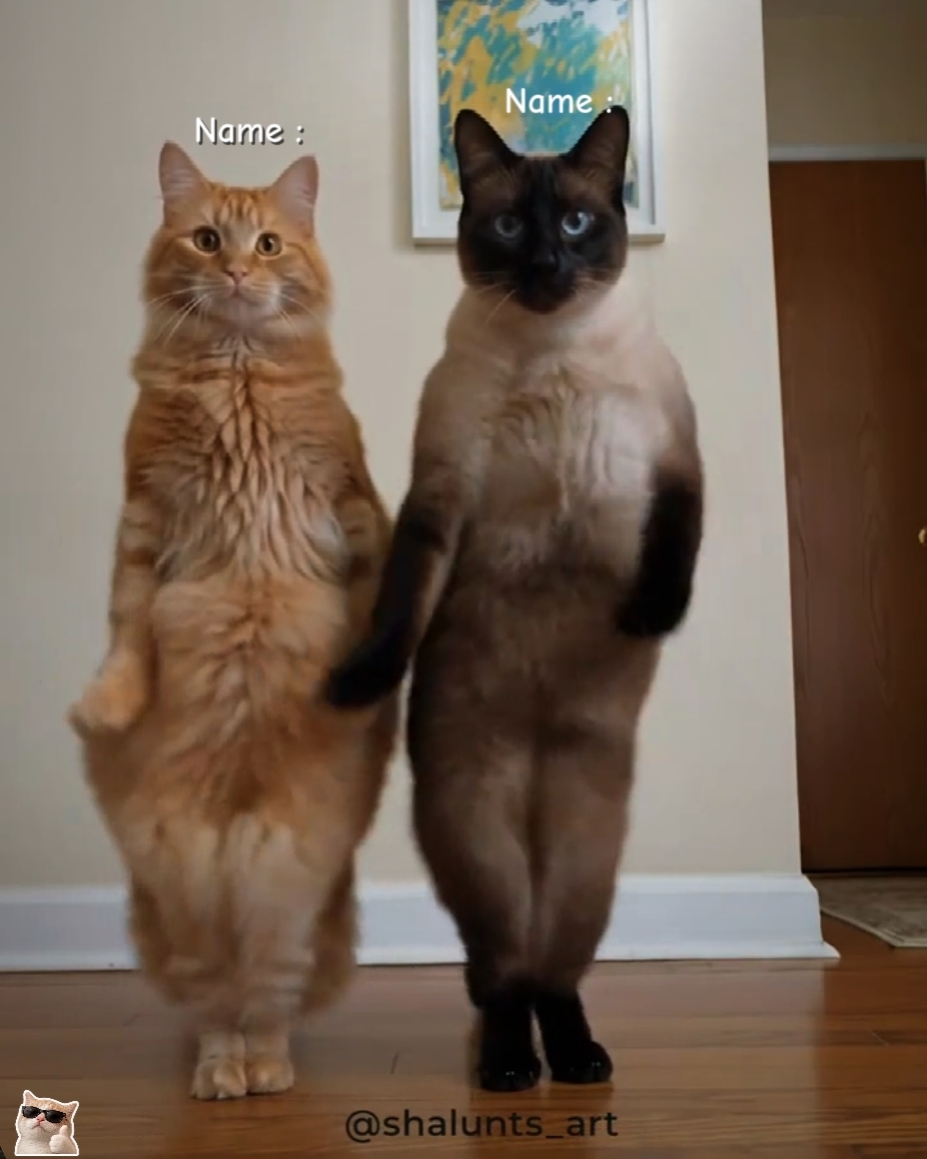 Dans Kedi Trendi 
