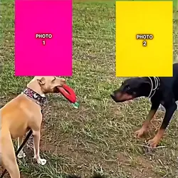 dog trend edit