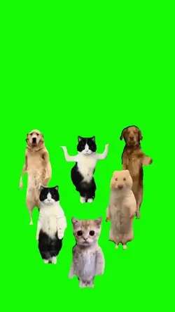 cat dance 