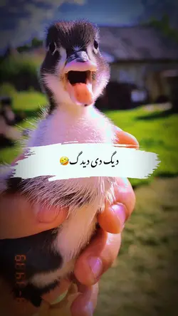 اختر مو مبارک شہ