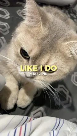 Anh Sẽ Phi Ngay Sang