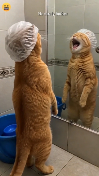 Lustige Katze Text bearbeiten 