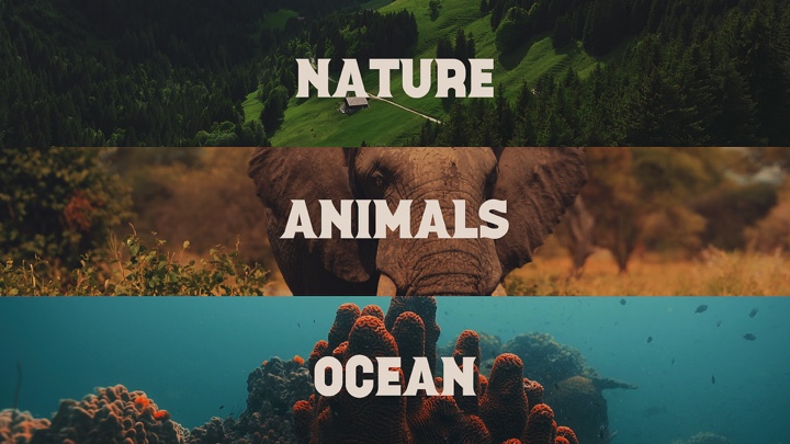 NATURAL ANIMAL OCEAN