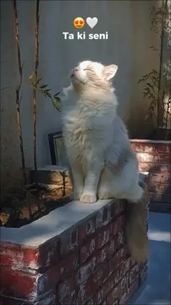 Ta ki seni görene