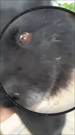pets