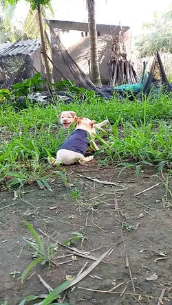 XIN ĐỪNG CẢI NHAU