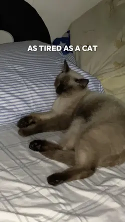 Sleeping Cat 💤