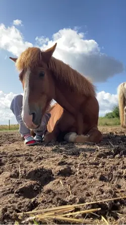 This pony❤️