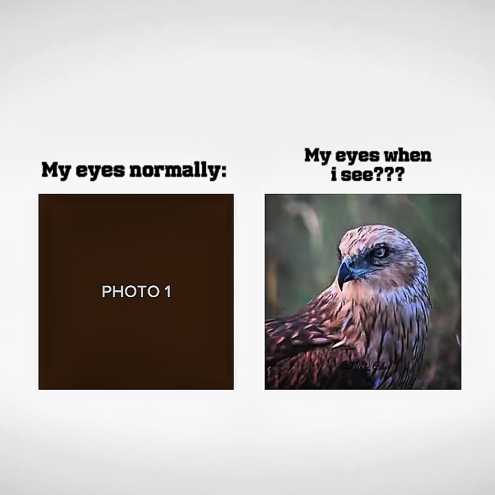 Myeyeswhenisee
