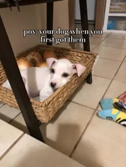 Dogs before vs now..