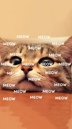 meow meow meow