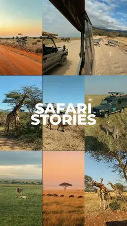 safari stories