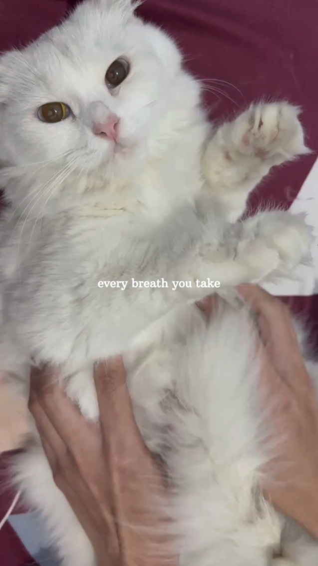 고양이 트렌드