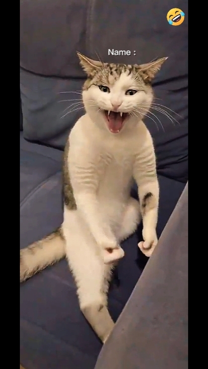 Gato Bruce Lee... 