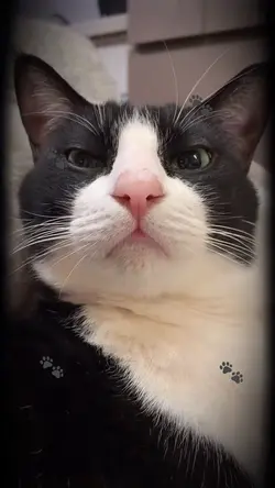My cat
