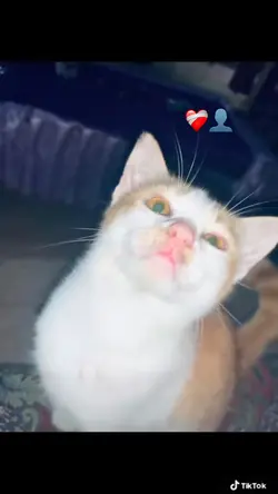 👤🥀❤️‍🩹