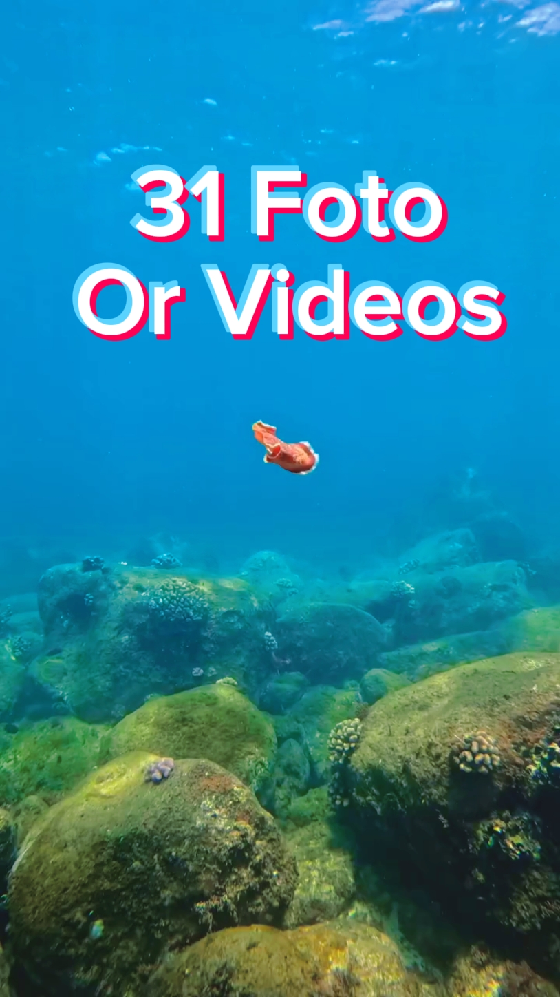 31 photos diapositives