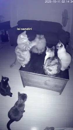 JJ KUCING NGOBROL 