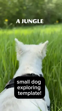 Small dog life!