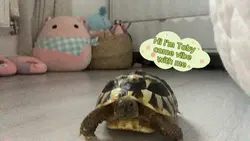 Meet Toby!