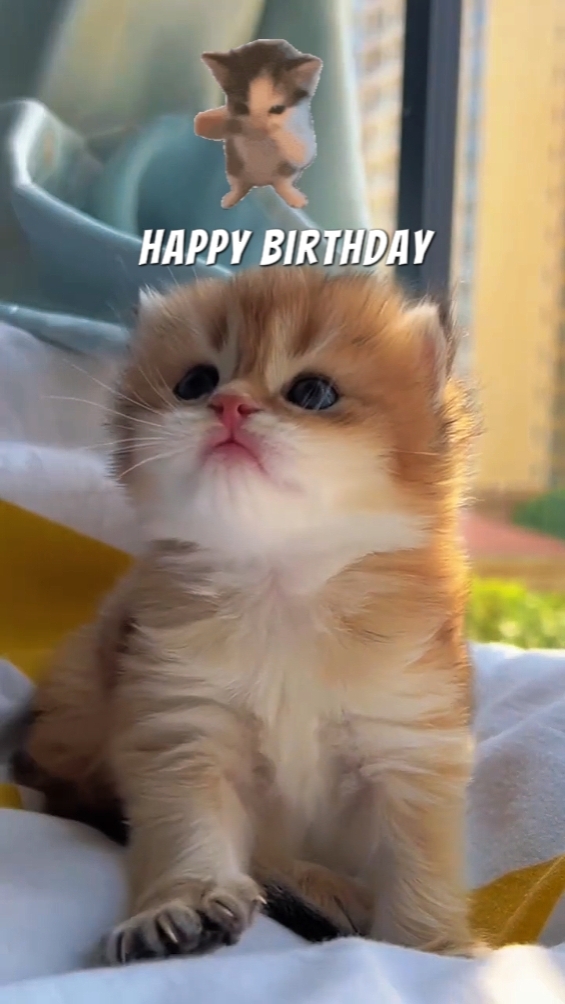 Kitty ulang tahun