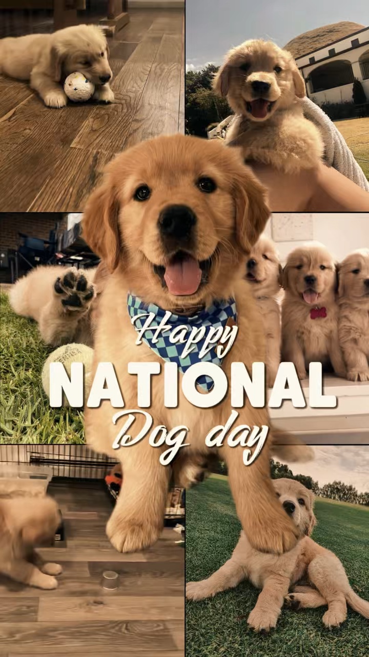 Happy National Dog 