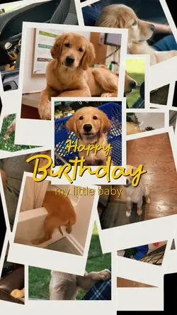 Dog Birthday 🫶