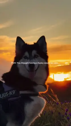 POV: HAVING A HUSKY