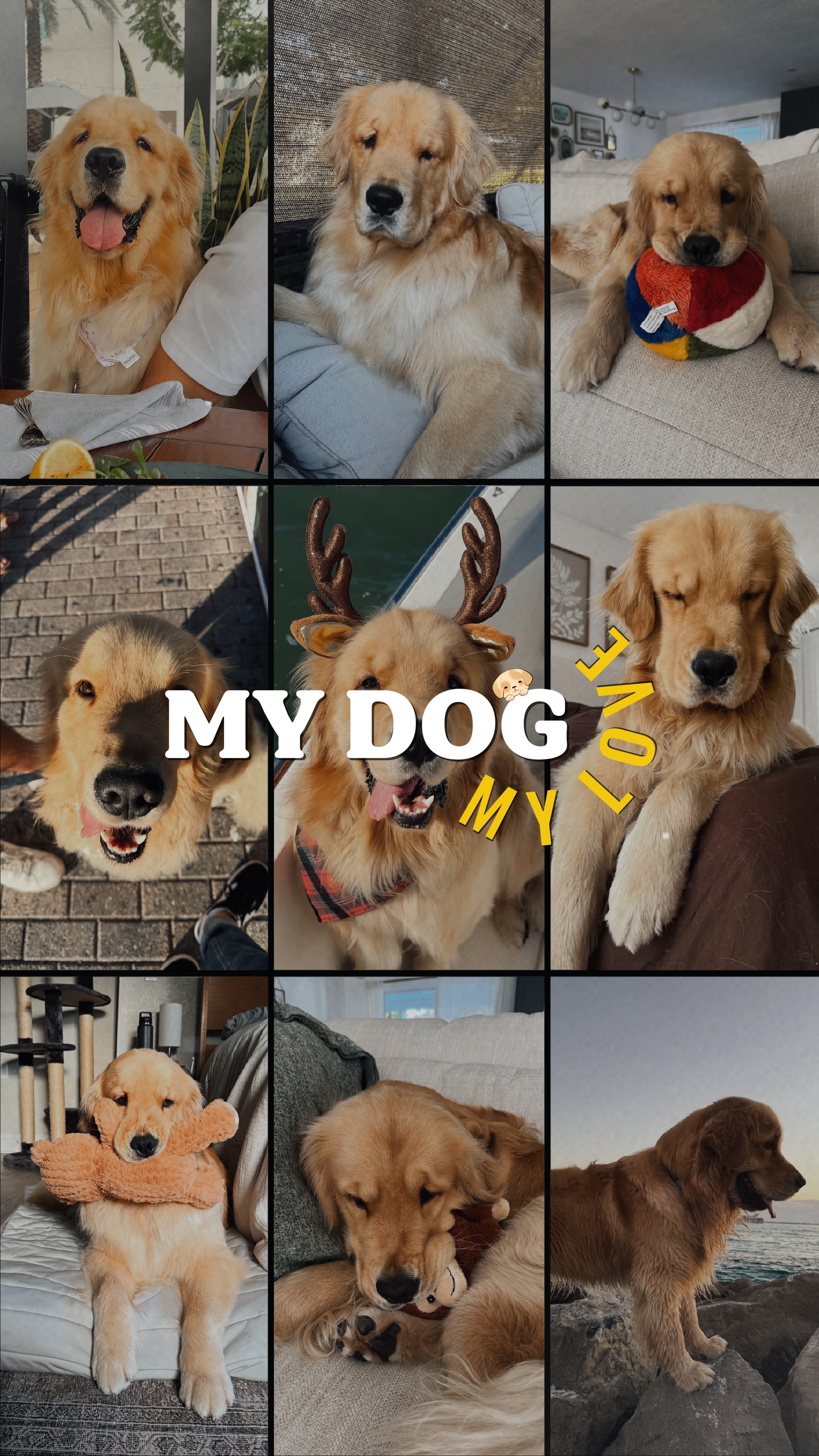 MEIN HUND MEINE LIEBE