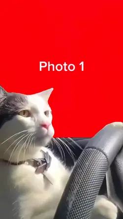 냥이의 드라이브 ~ 