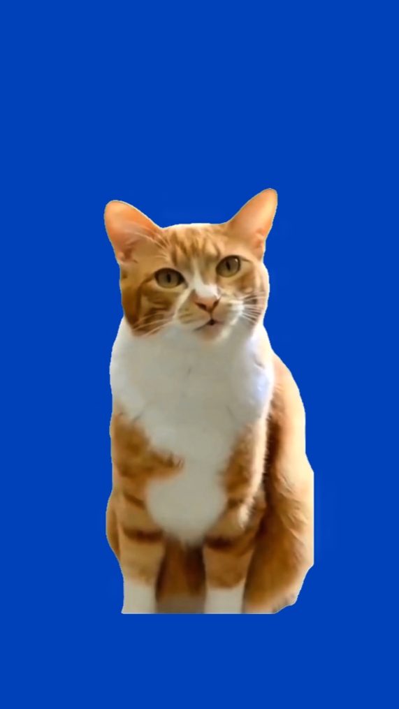 Kucing Meme