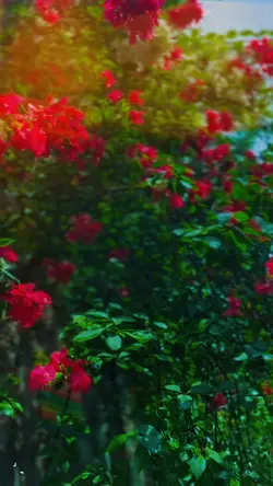 Slowmotion video ✨