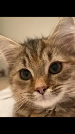 แม่แบบฟรี