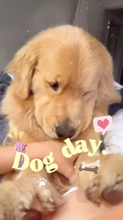 dogday2026
