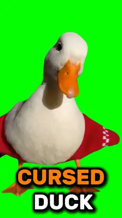 Cursed duck