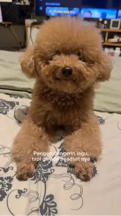Funny Dog