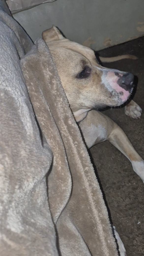 Karmen şımarık bir köpek