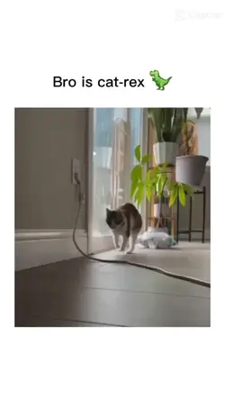 meme
