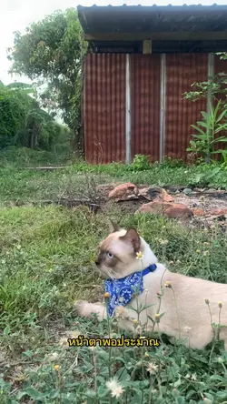 แมวเป้าา