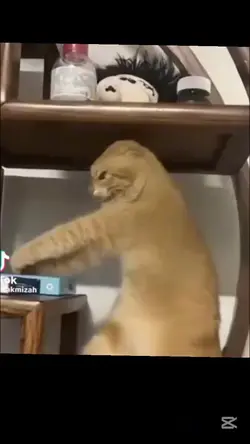 Cat Dıg Dışkın Edit