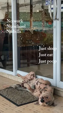 The Real Boss Life