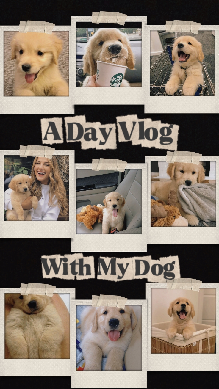 9 Photos Chien Vlog